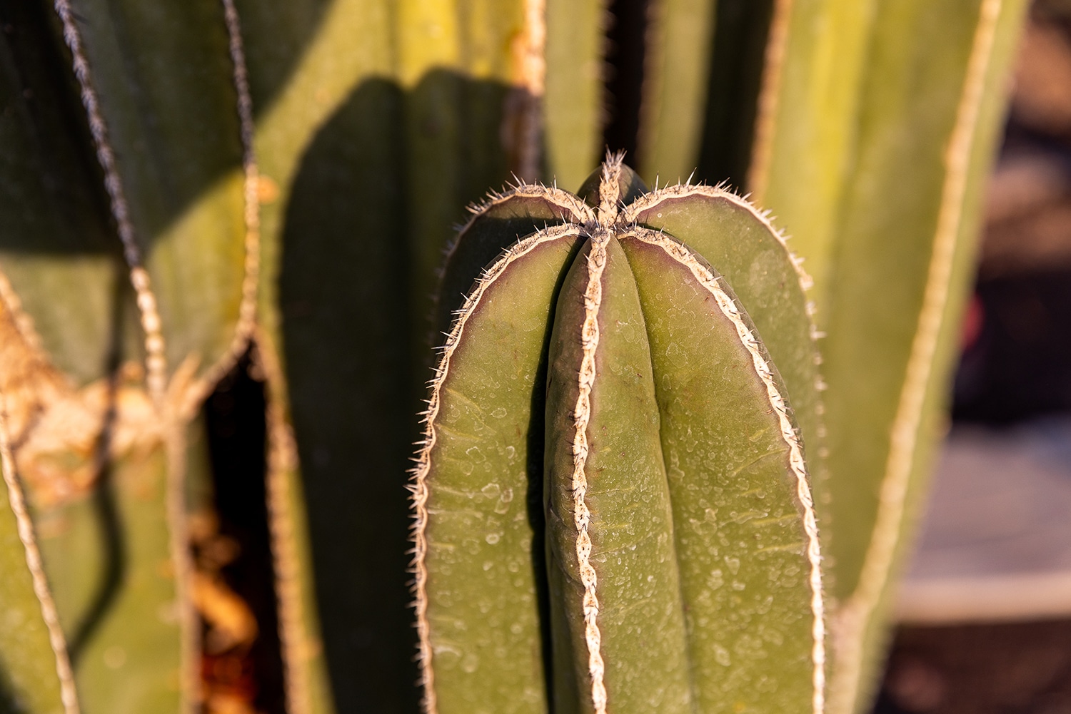enene_ecolodge_activites_cactus
