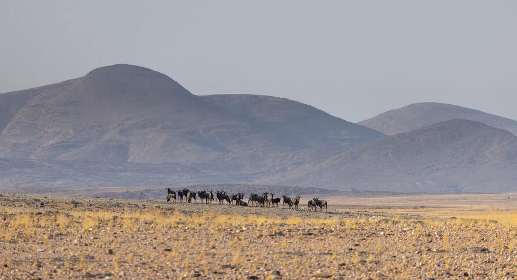 enene_ecolodge_activites_exterieures_balade_faune
