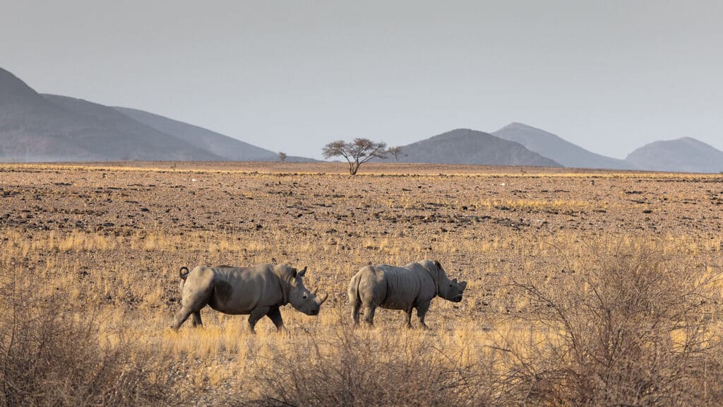 enene_ecolodge_activites_exterieures_faune_rhino