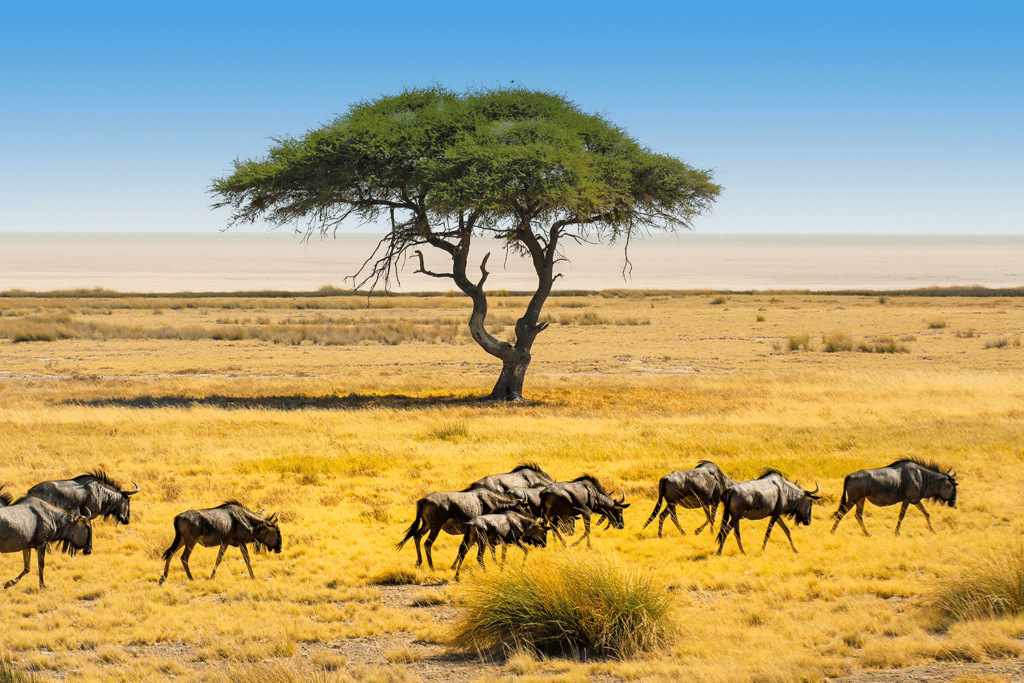 enene_ecolodge_parc_national_etosha